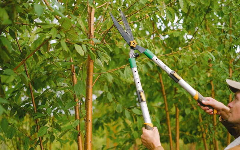 Tree trimming in Bronson, IA